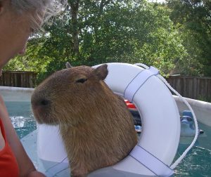 2009_07_12_02_scaplinlifesavergift Me & my owner with my new pool toy