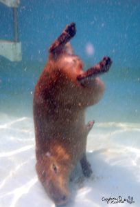 Gari swimming