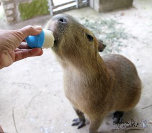 Popsicle eating #5