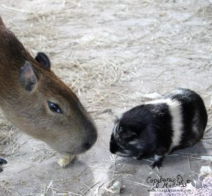 Two noses