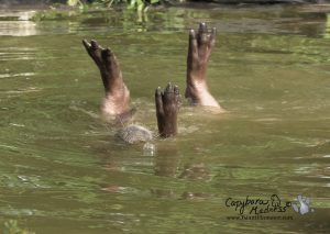 Capybara feet sticking out of the water as the capybara rolls