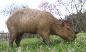 Mudskipper Rous, a pet  capybara, grazing