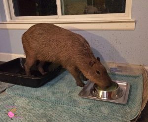 Capybara drinking milk out of a metal dog food bowl