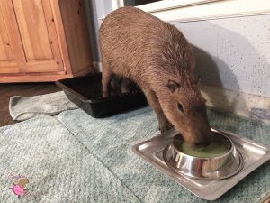 Adult capybara drinking green liquid from a metal dog bowl