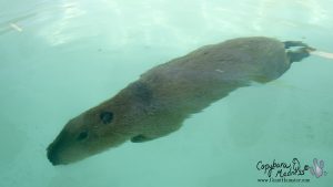 Tuff'n underwater swimming 
